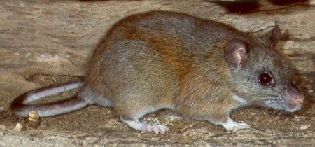 Wood rat deals